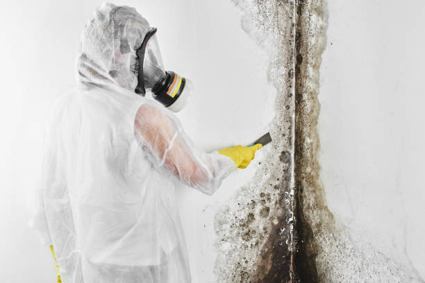 Best Attic Mold Removal  in Denver, CO