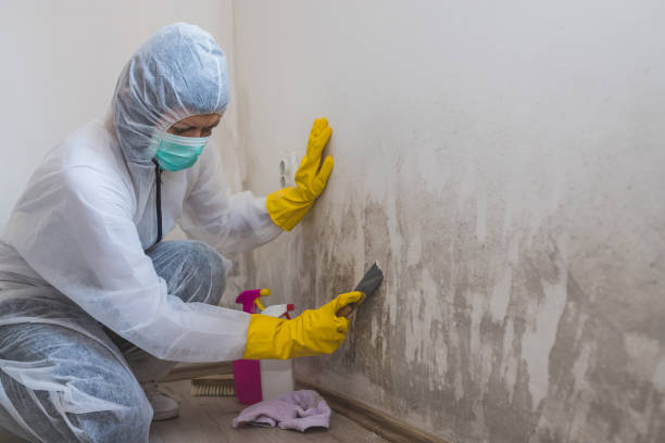 Best Toxic Mold Removal  in Denver, CO