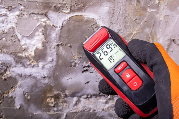 Best Black Mold Removal  in Denver, CO