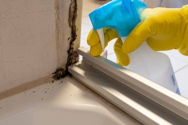 Best Attic Mold Removal  in Denver, CO