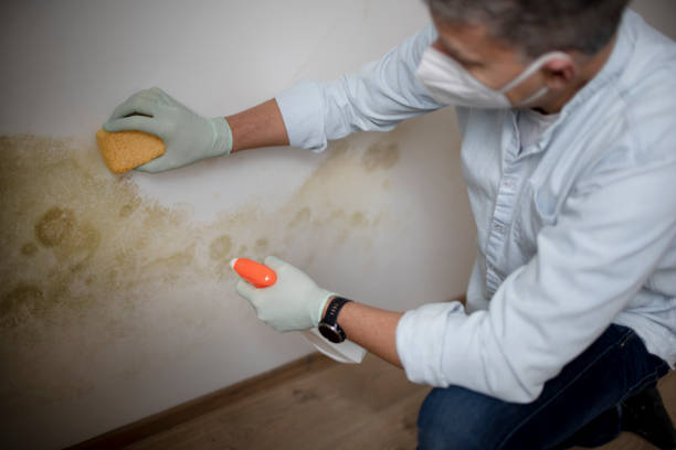 Reliable Denver, CO Mold Removal Solutions