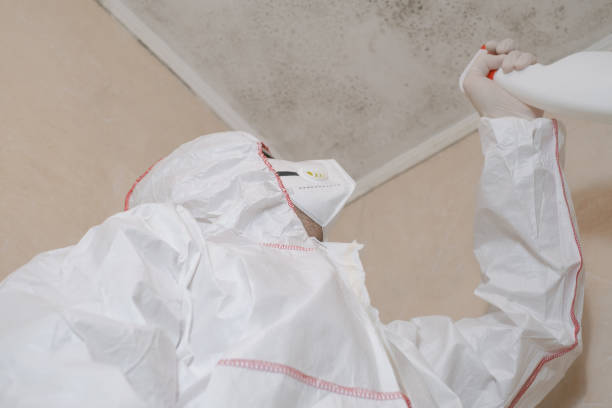 Best Mold Damage Repair  in Denver, CO