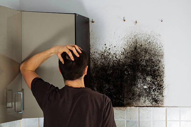 Best Home Mold Removal  in Denver, CO