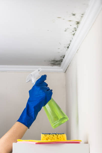 Best Mold Removal Company Near Me  in Denver, CO