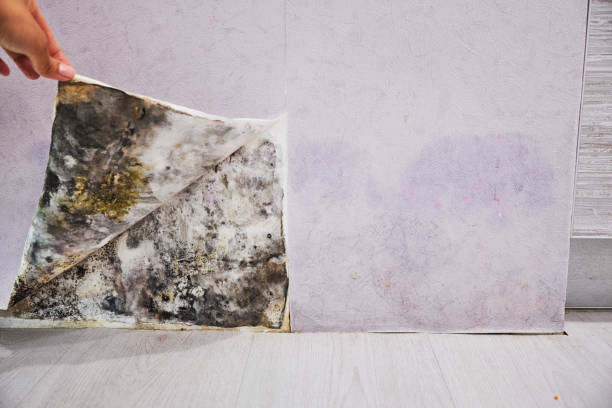 Best Fast Mold Removal  in Denver, CO